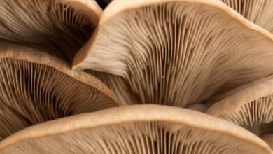 Mushroom gills are pictured in this close-up photograph.