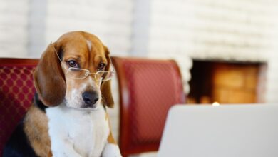 Dog with glasses, working at laptop.