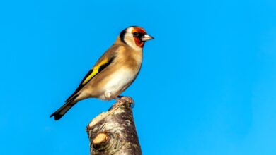 Goldfinch (Carduelis carduelis) bird perched on a shrub branch which is a common garden songbird bird found in the UK and Europe.