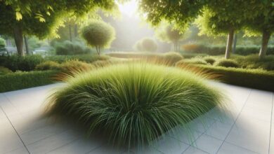 AI Depin Project Grass بتای بسته را به پایان رساند و جزئیات Airdrop را تشریح کرد