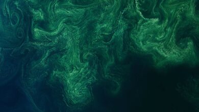 blue-green algae