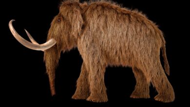 Woolly mammoth