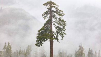 "Big Lonely Doug" a Coast Douglas-fir stands on its own.
