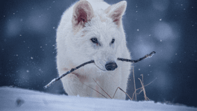 Colossal Biosciences Dire Wolf