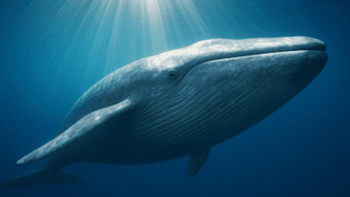 Hyperliquid Daredevil: 508 میلیون دلار شرط بندی طولانی بیت کوین ، بدون فیات باقی مانده و "دست های کاغذی سوزانده می شوند"