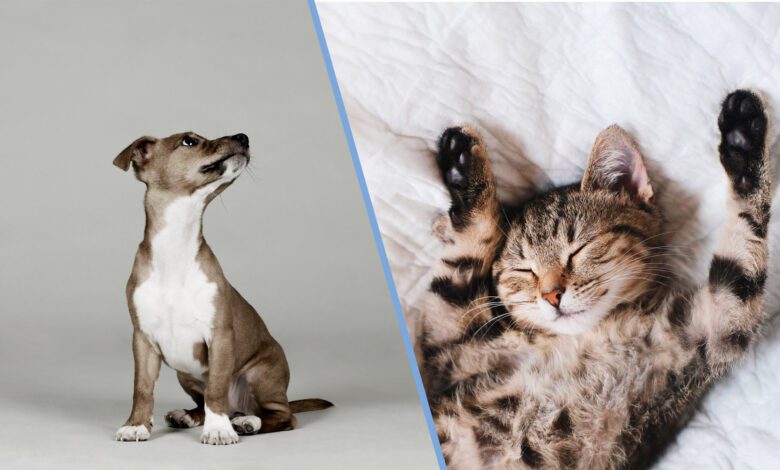 Photo of a puppy against a gray backdrop compared against a photo of a cat, sleeping on its back.