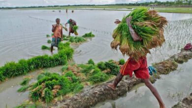 Farmers hauling rice seedlings for planting.