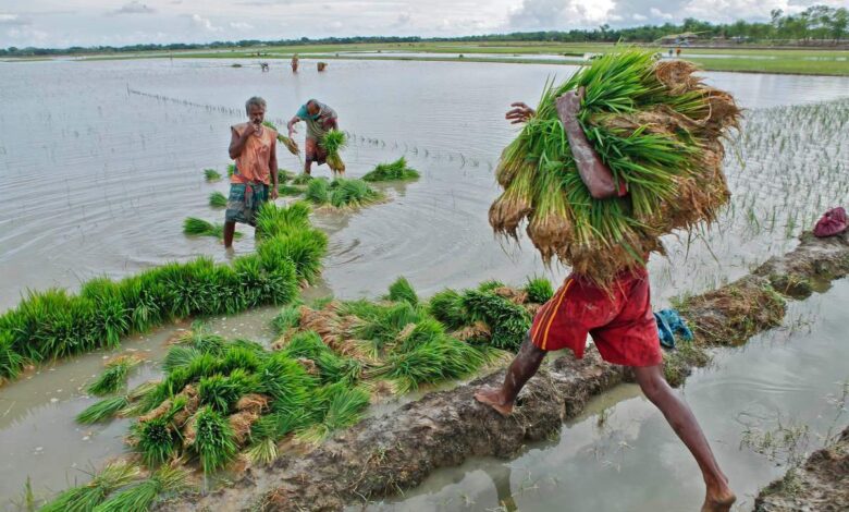 Farmers hauling rice seedlings for planting.