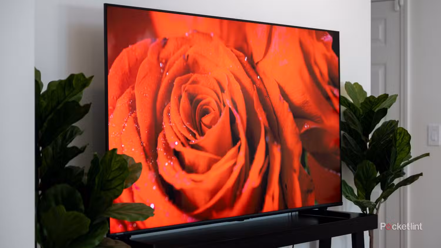 Hisense U6 روی پایه تلویزیون که نمای نزدیک پر جنب و جوشی از رز قرمز با قطرات آب را نشان می دهد. 