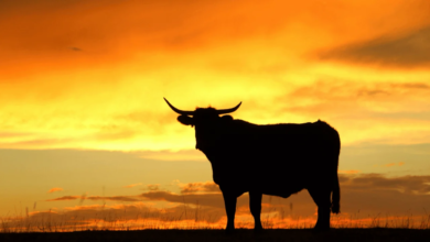 Bitcoin, Ether ETFs Lose $520M as XRP Bucks Fed Rate-Hike Selloff